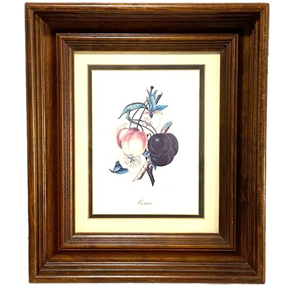 Botanical Lithograph Print Framed in Shadowbox Deep Walnut Solid Wood Frame - Picture 1 of 8